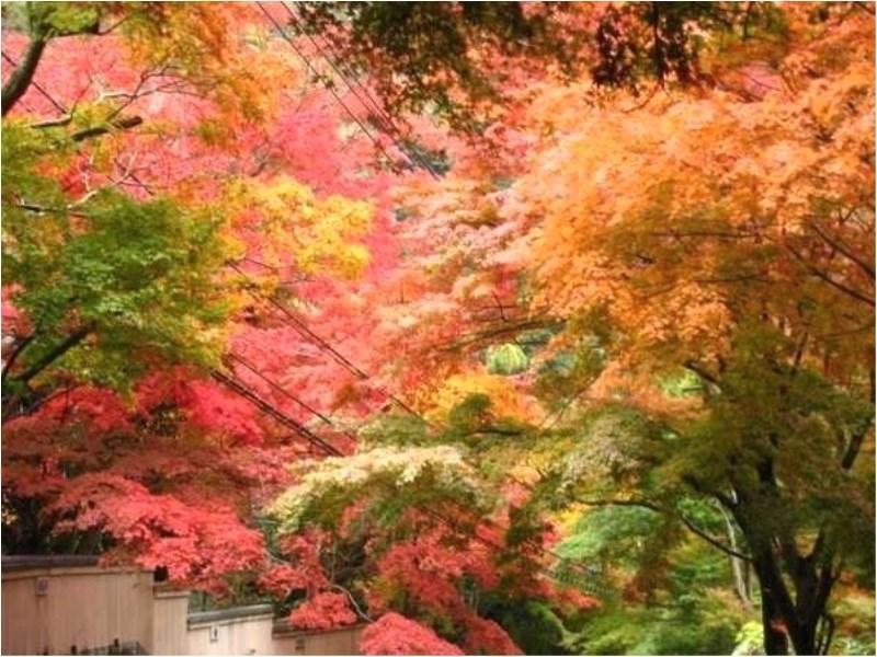 Yugawara Mizunokaori Hotel Buitenkant foto